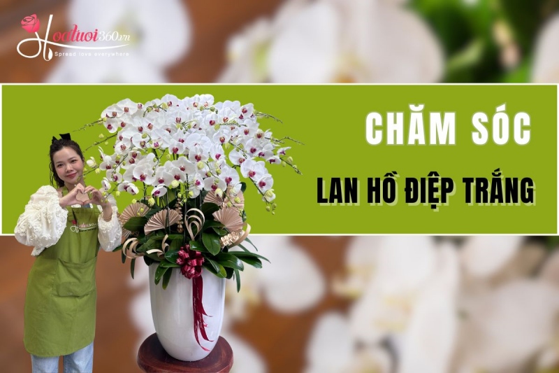 Cách chăm sóc lan hồ điệp trắng chơi lâu