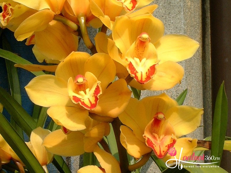 đặc điểm hoa địa lan