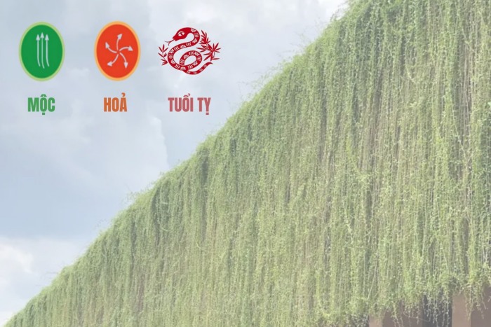 Cúc Ấn Độ hợp với mệnh Mộc, mệnh Hoả, người tuổi Tỵ