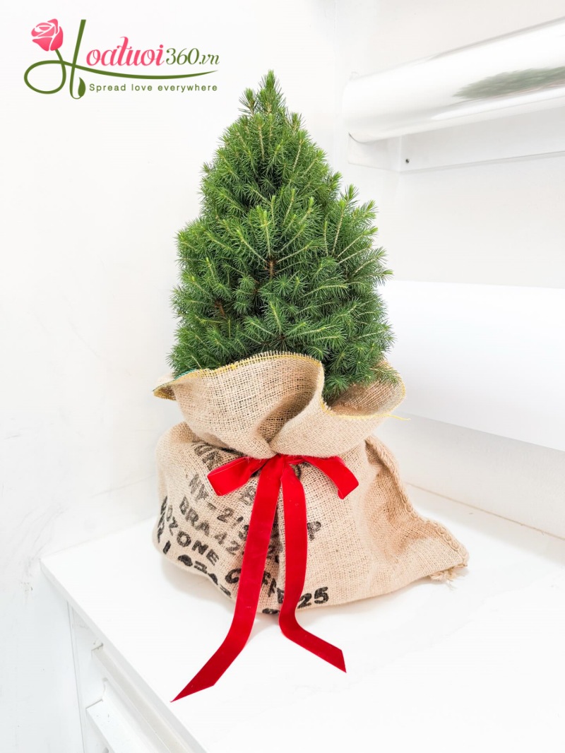 Cây sơn tùng giáng sinh
