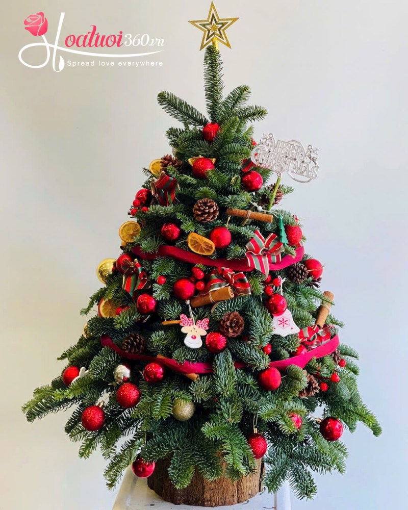 Cây thông tươi mừng noel