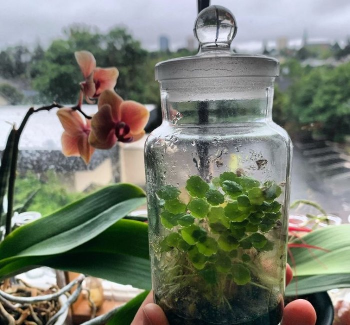 Cây thuỷ sinh chậm lớn