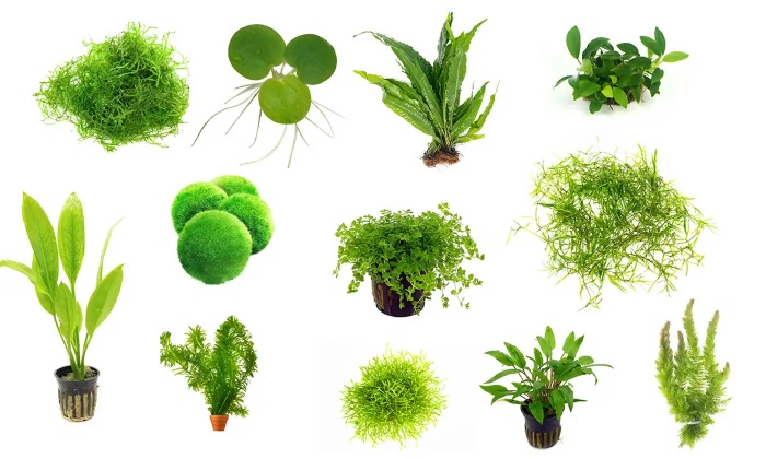 Hình ảnh các loài cây thuỷ sinh dễ trồng