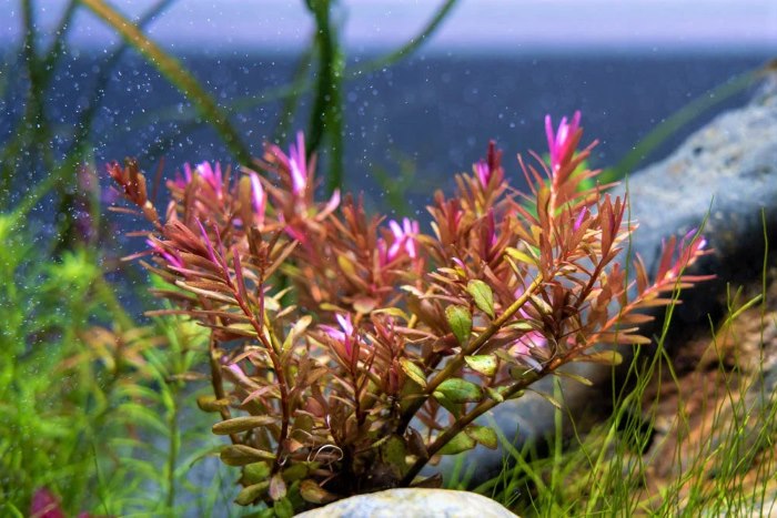 Cây thuỷ sinh lá đỏ đang chuyển dần từ màu xanh gốc