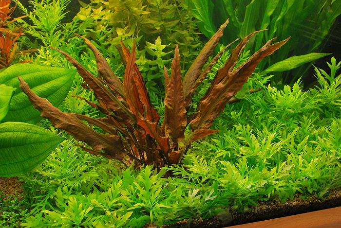 Hình ảnh cây tiêu thảo thuỷ sinh dòng Cryptocoryne Wendtii