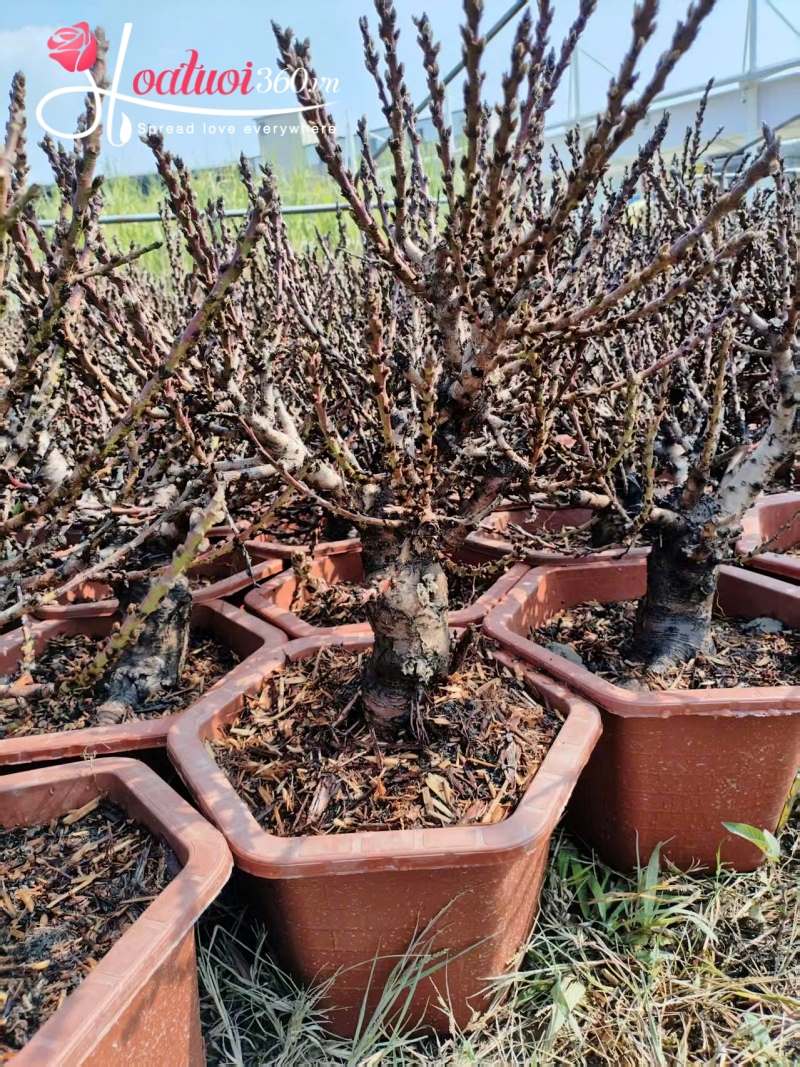 chăm sóc cây đào trồng chậu