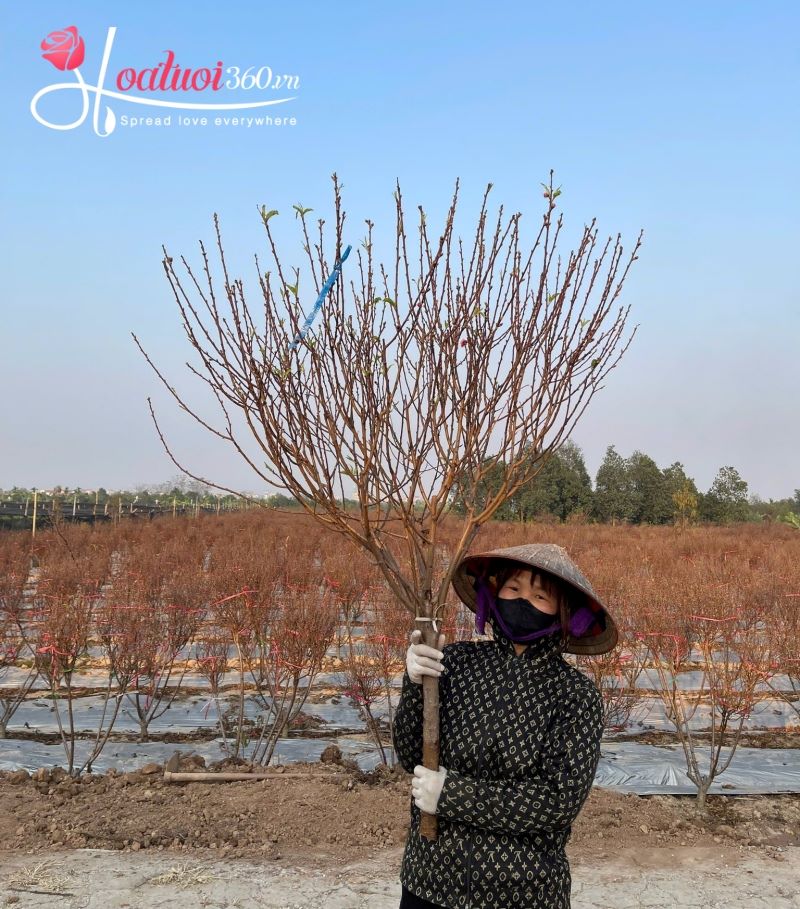 chăm sóc cành đào mua từ chợ tết