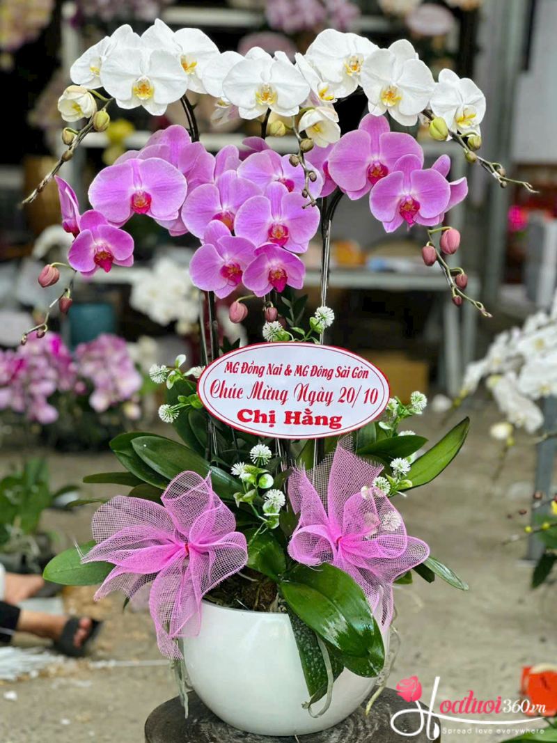 Chậu lan hồ điệp tím trắng chúc mừng