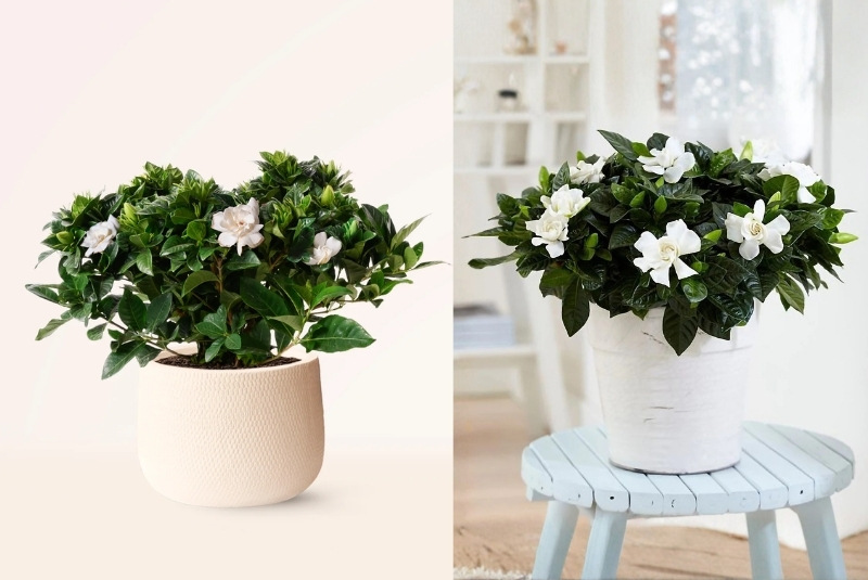 chậu hoa dành dành trang trí nhà cửa