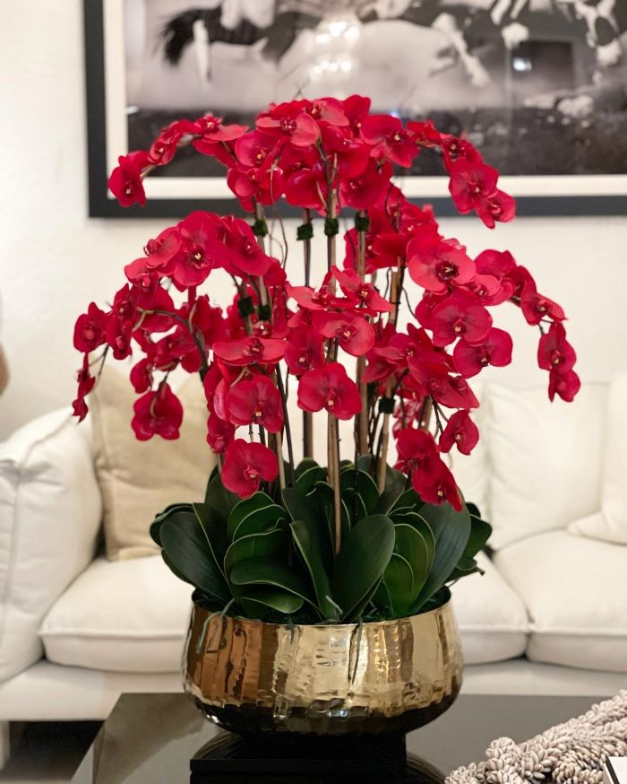 Chậu lan hồ điệp đỏ mừng khai trương chất liệu bình vàng