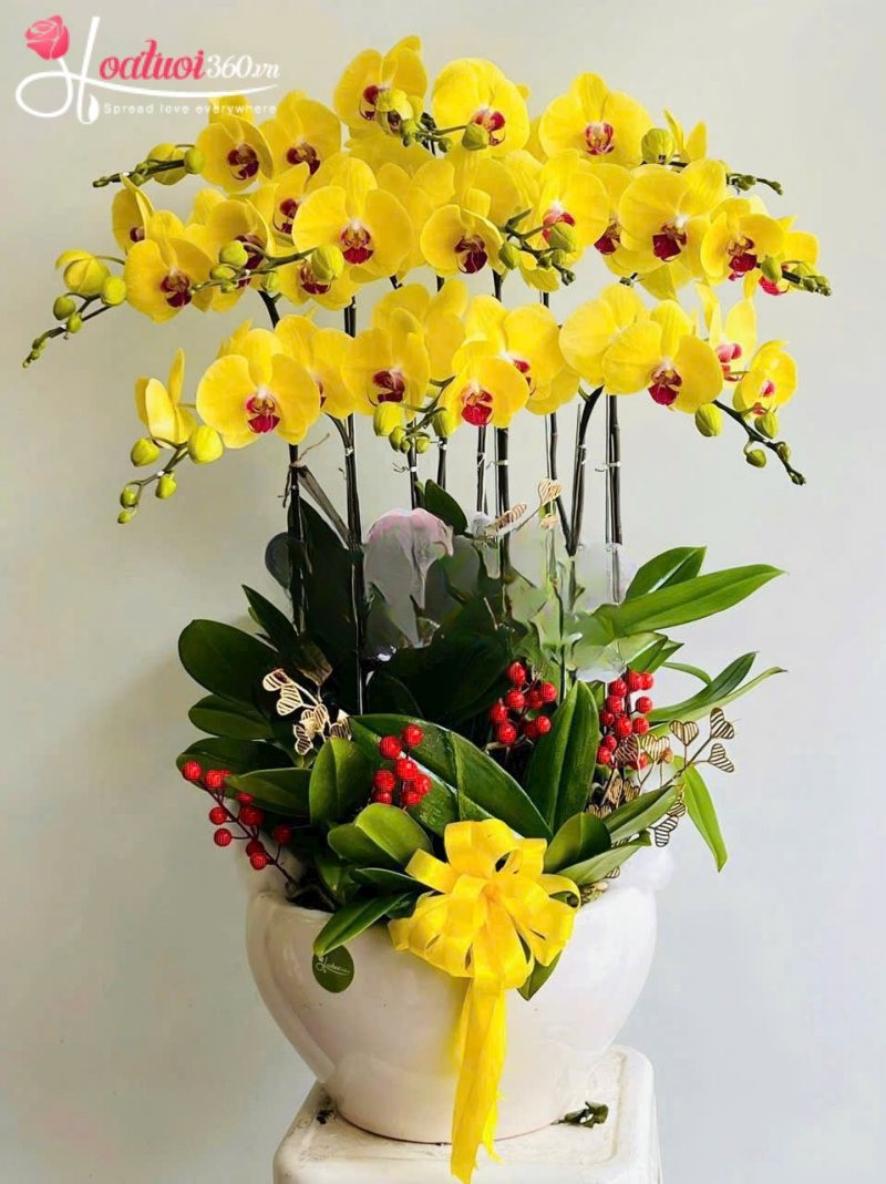 Chậu lan vàng khai trương Phú Quý Sum Vầy