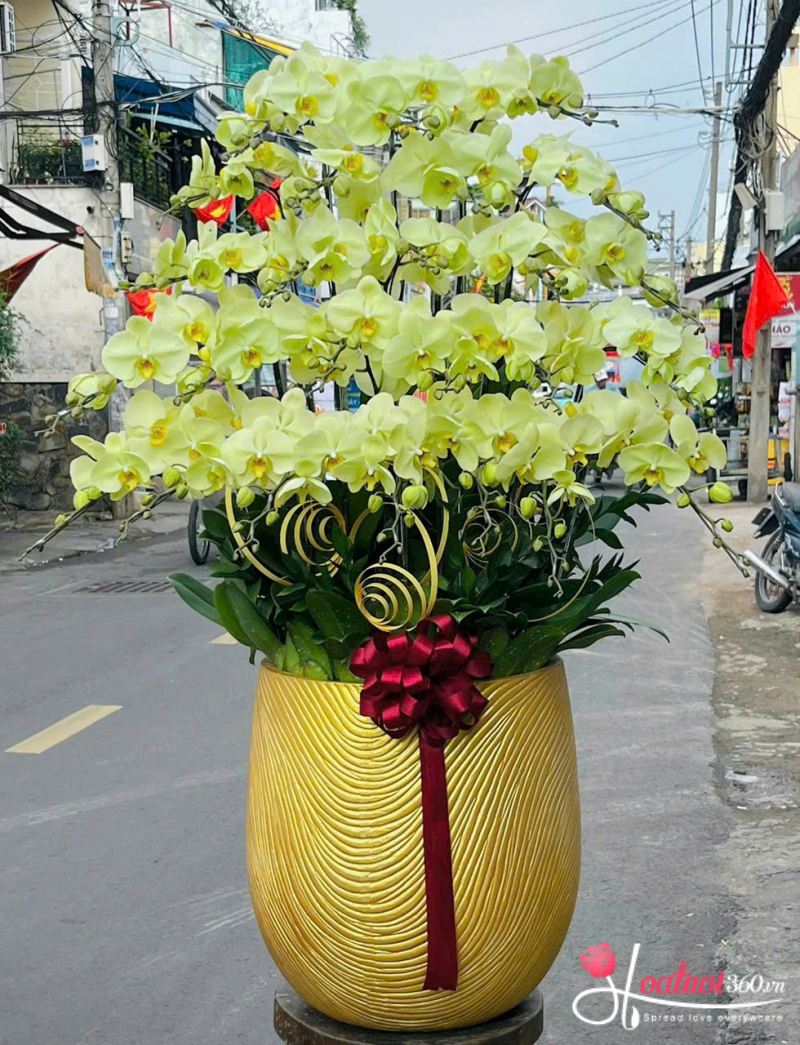 Chậu lan vàng khai trương Vươn Tới Thành Công