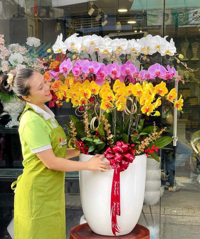 Chậu lan hồ điệp mix 3 màu mừng khai trương phong cách Hàn Quốc