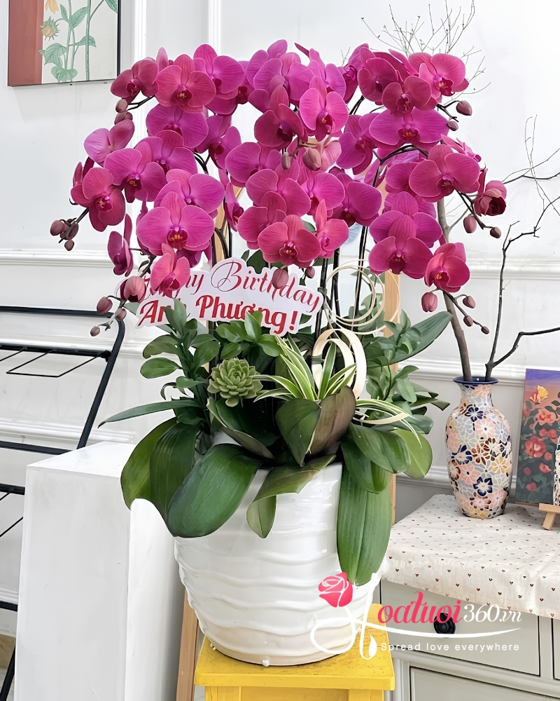 chậu lan hồ điệp 10 cành