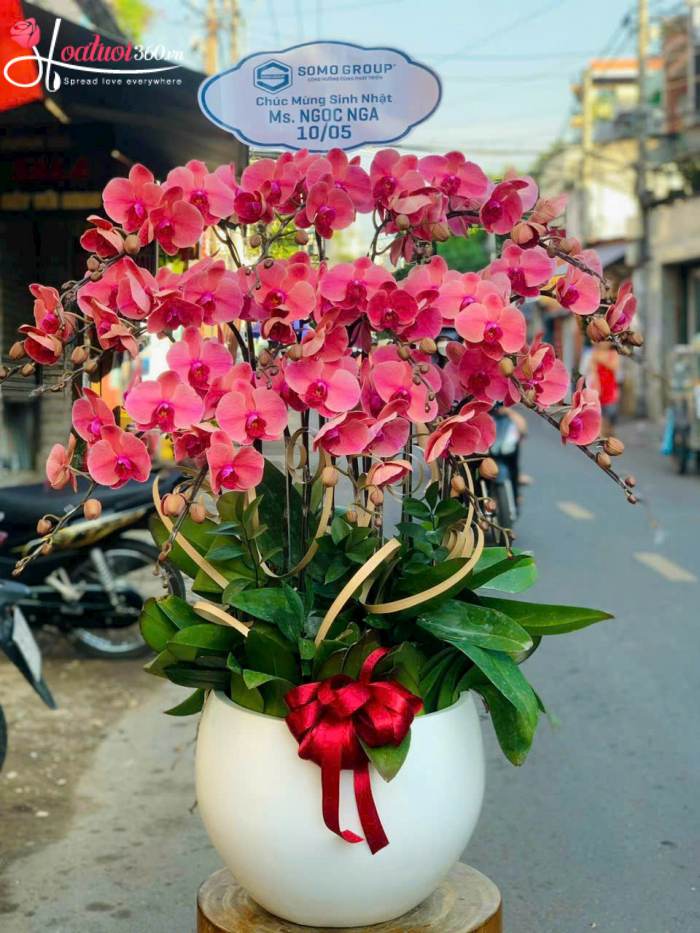 Chậu lan hồ điệp hồng mừng sinh nhật khách hàng