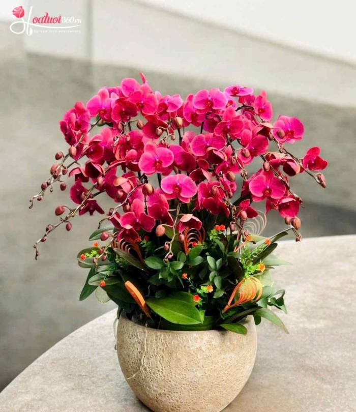 Chậu lan hồ điệp hồng mini có phụ kiện chưng Tết