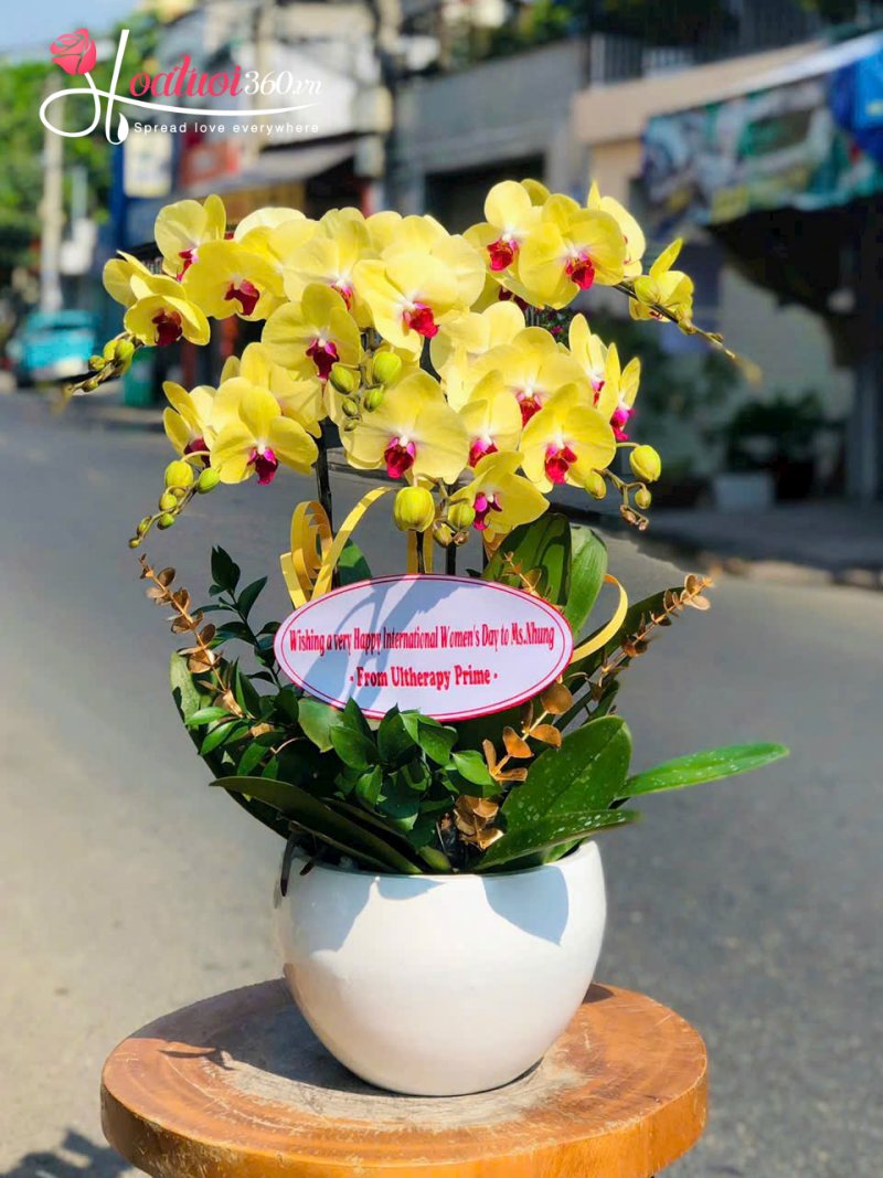 chậu hoa lan hồ điệp mini gửi tặng đối tác