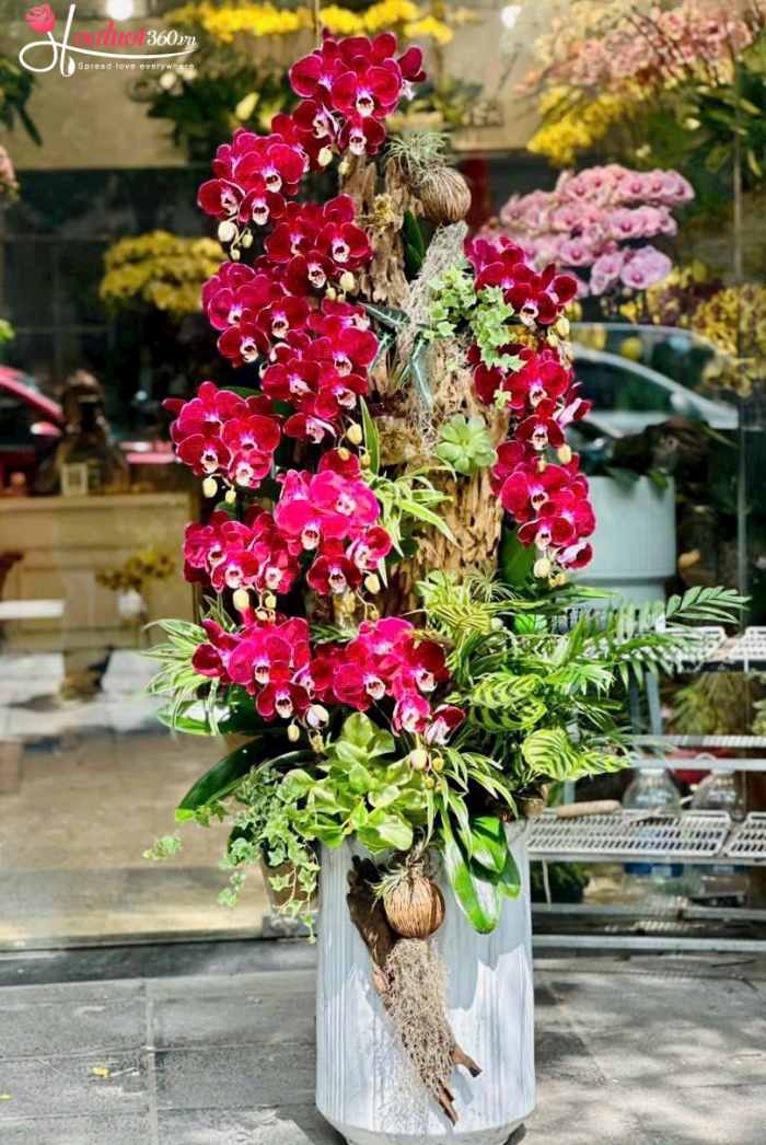 Chậu lan hồ điệp tím mừng khai trương