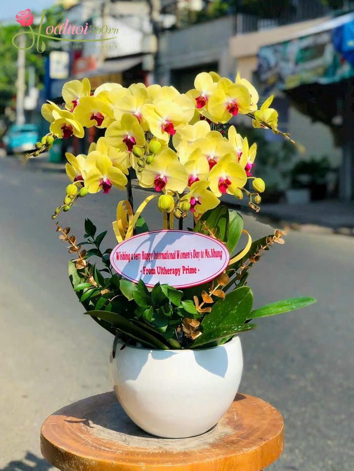 Chậu lan hồ điệp vàng mừng ngày tốt nghiệp Thạc sĩ, Tiến sĩ
