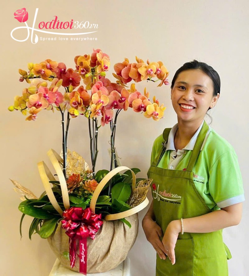 Chậu lan hồ điệp noel