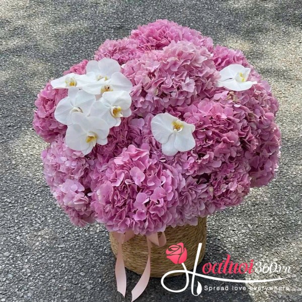 Cẩm tú cầu - Nghe bước em về