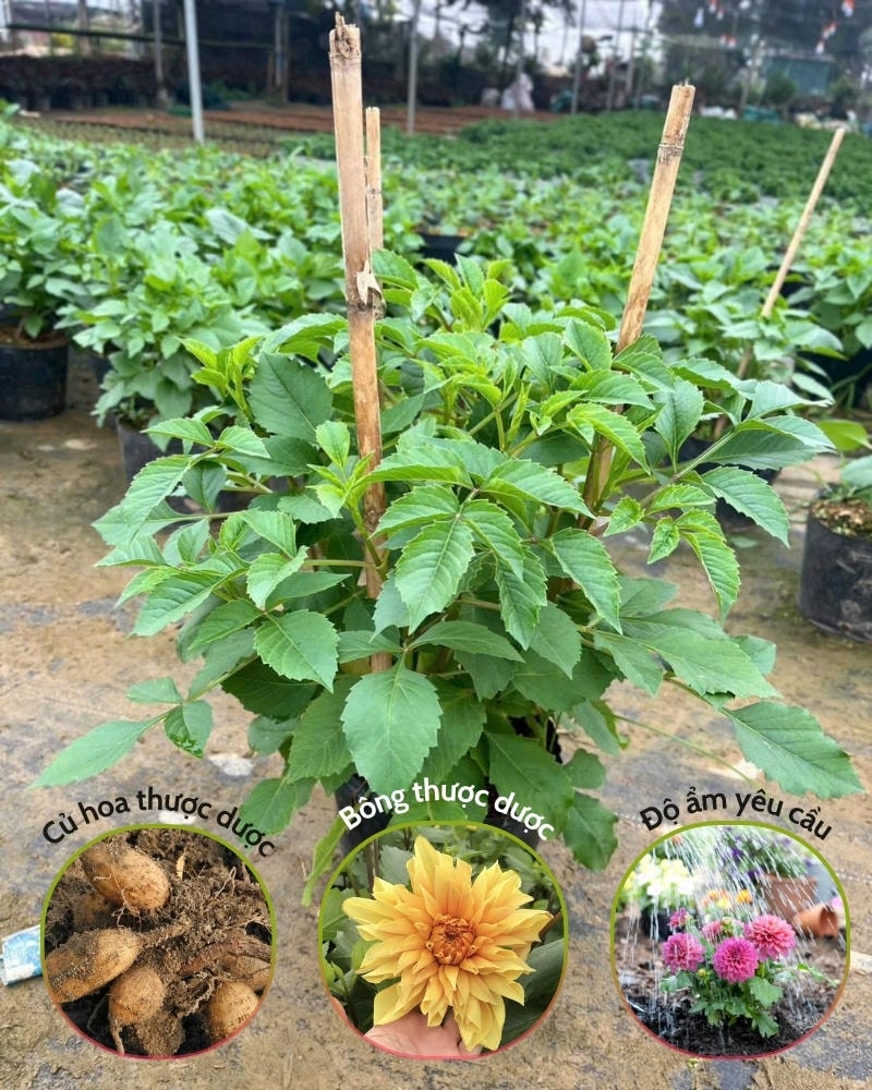 Đặc điểm của hoa thược dược Việt Nam