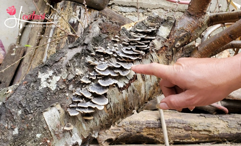 Đào đá (đào mốc)