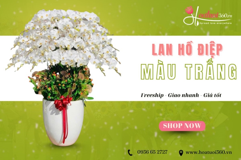 Địa chỉ đặt lan hồ điệp trắng ghép chậu giá tốt