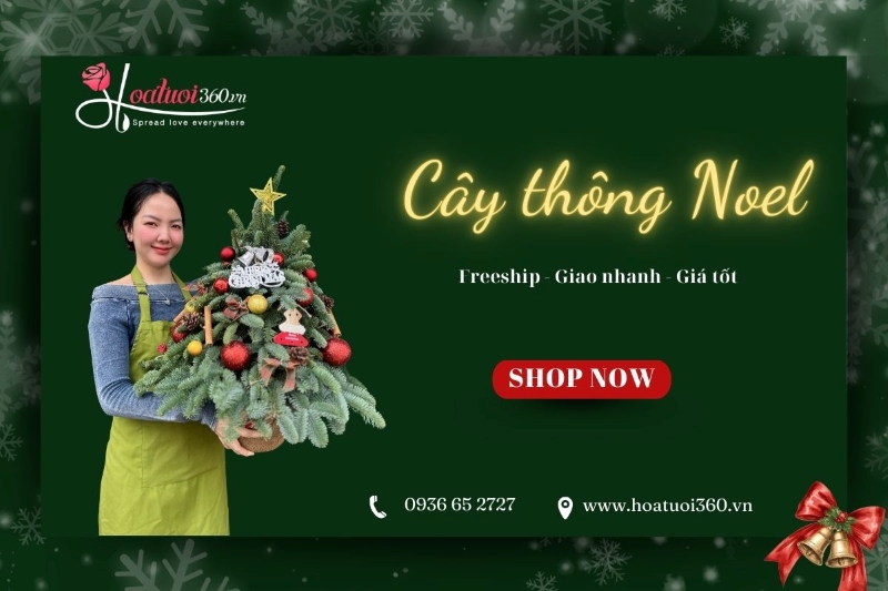 Địa chỉ mua cây thông noel tươi, giá rẻ tại TPHCM