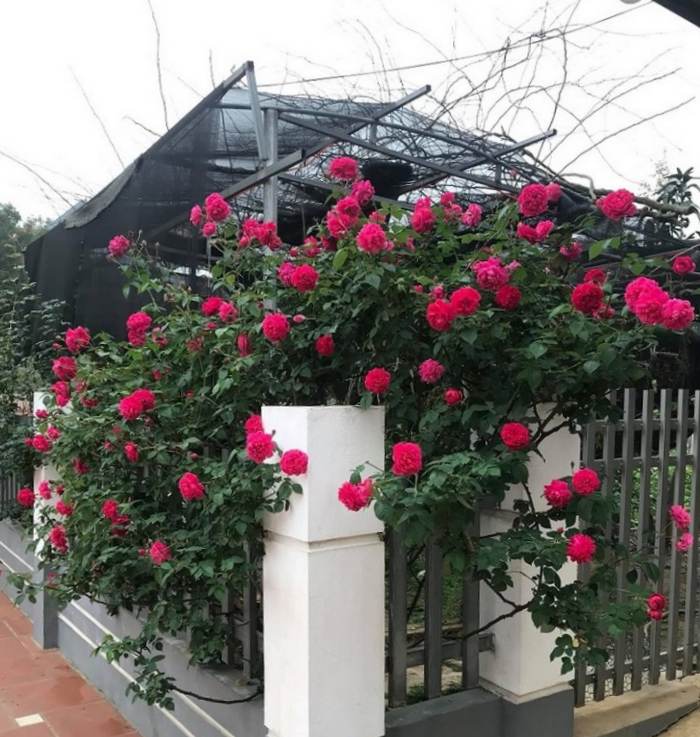 Giới thiệu về hoa hồng leo