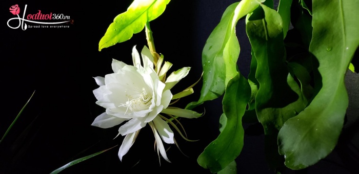 Giới thiệu về hoa quỳnh