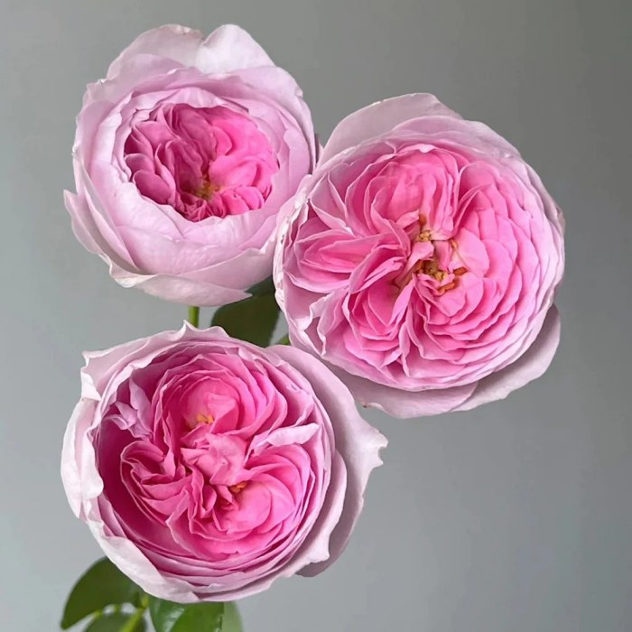 Giống bông hồng leo Mon Coeur