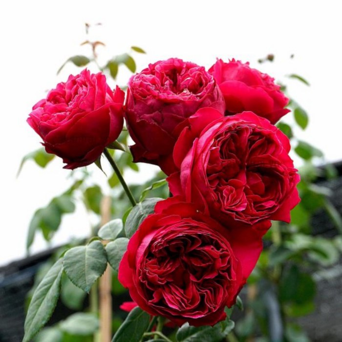 giống hoa hồng leo Red Eden