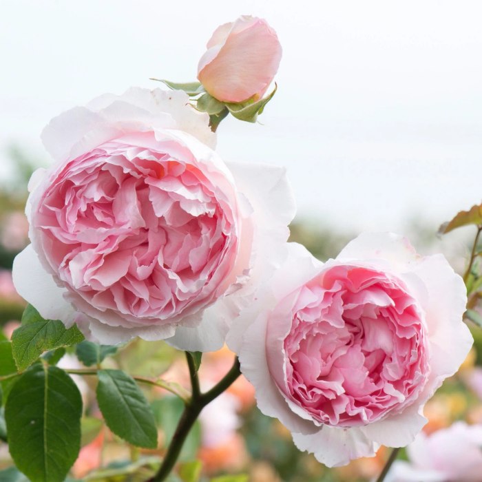 giống hoa hồng leo The Wedgwood Rose