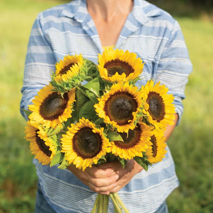 Giống hướng dương Sunbright Supreme