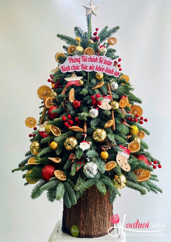 Hoa giáng sinh - Bí mật của Santa