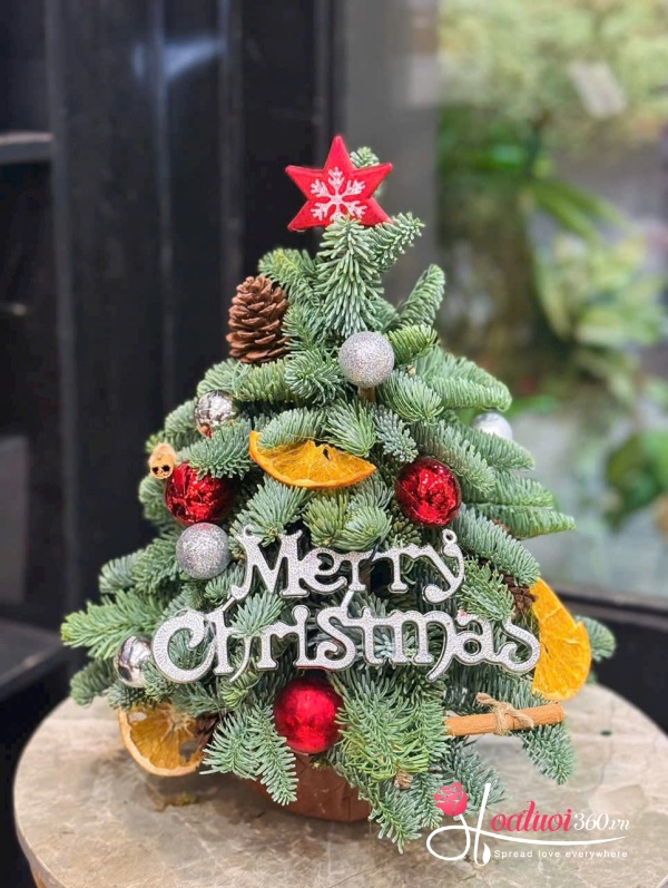 Hoa giáng sinh - Đêm an lành