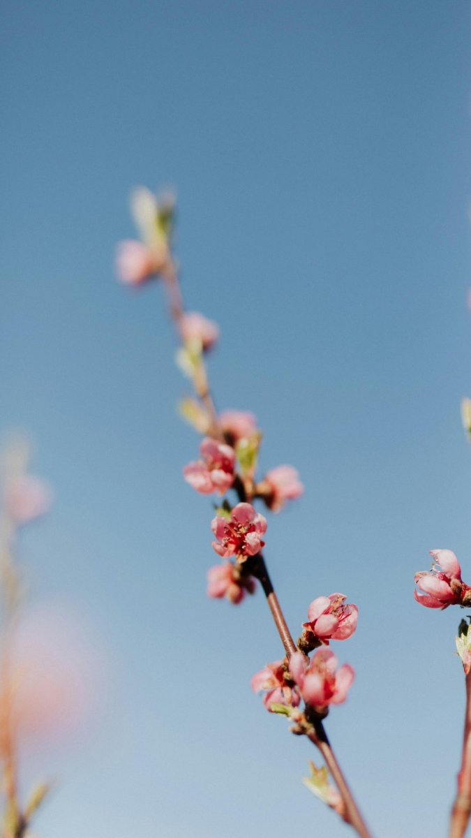 Hình nền cành hoa đào 