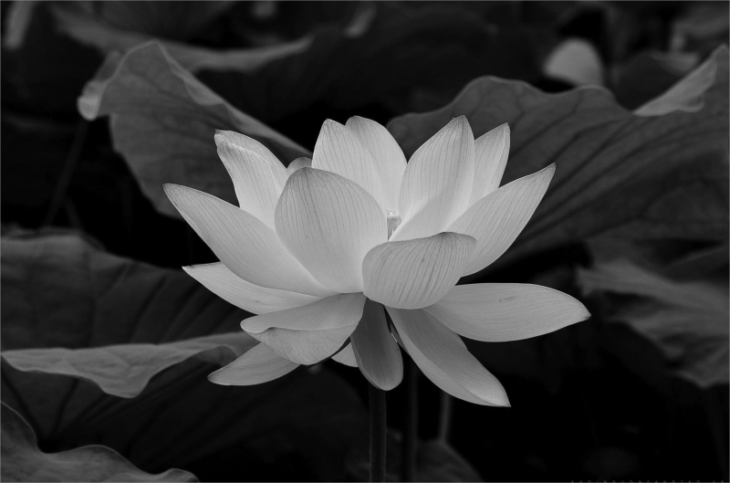 hình ảnh hoa sen trắng đám tang 1