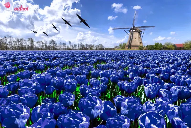 Cánh đồng tulip xanh