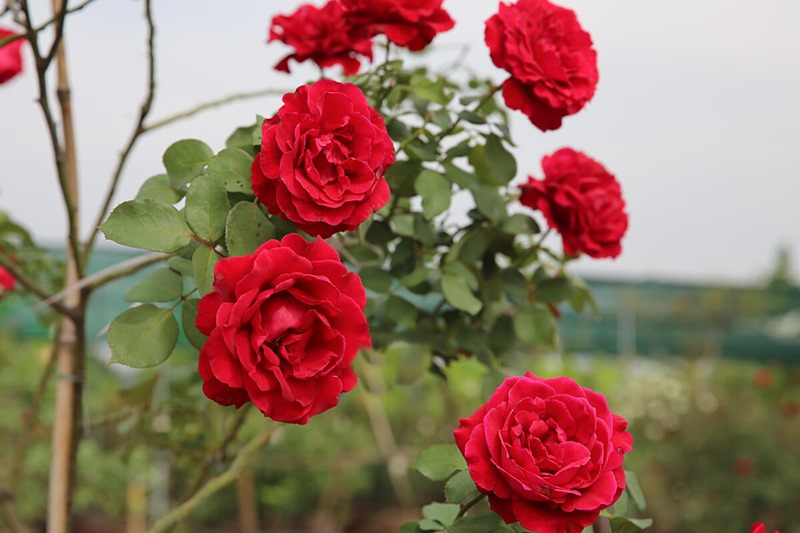 giống hoa hồng leo cổ Hải Phòng