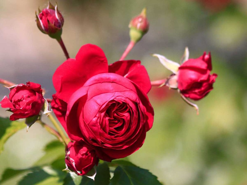 giống hoa hồng leo Red Eden