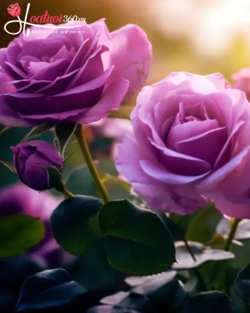 Ý nghĩa hoa hồng tím trong tình yêu