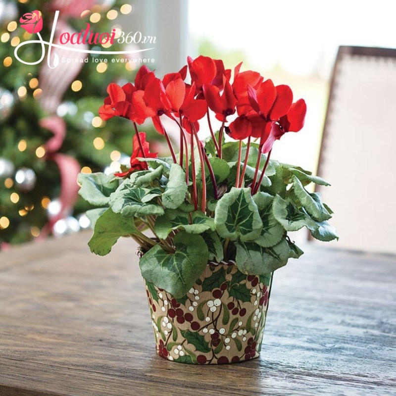 Hoa anh thảo mừng giáng sinh