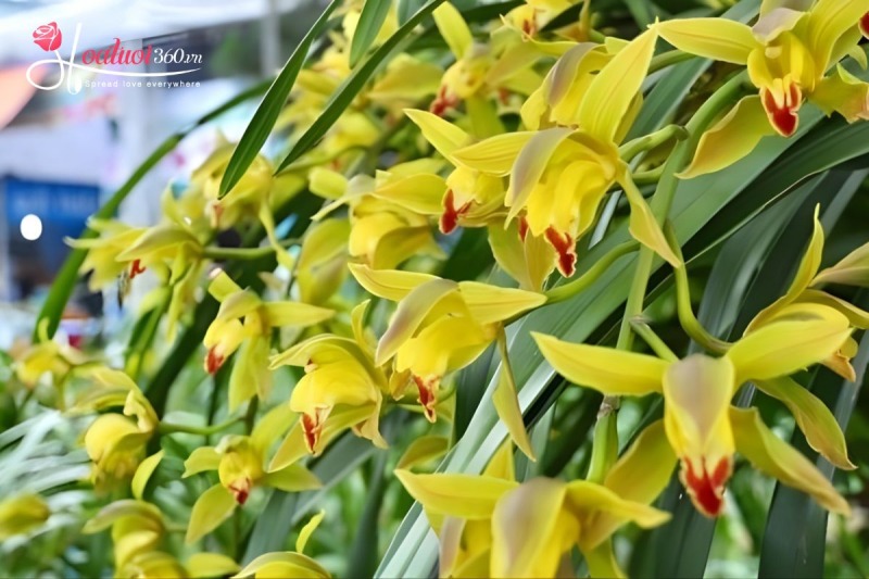 Địa lan Trần Mộng (Địa lan Sapa)