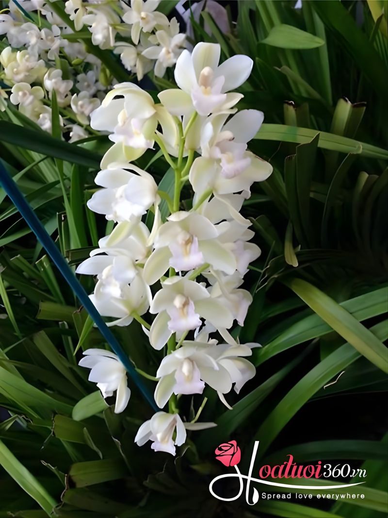Hoa địa lan trắng