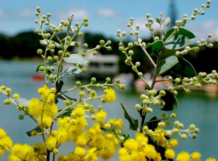 Sắc vàng rực rỡ của hoa mimosa làm tăng thêm nét dịu dàng đằm thắm