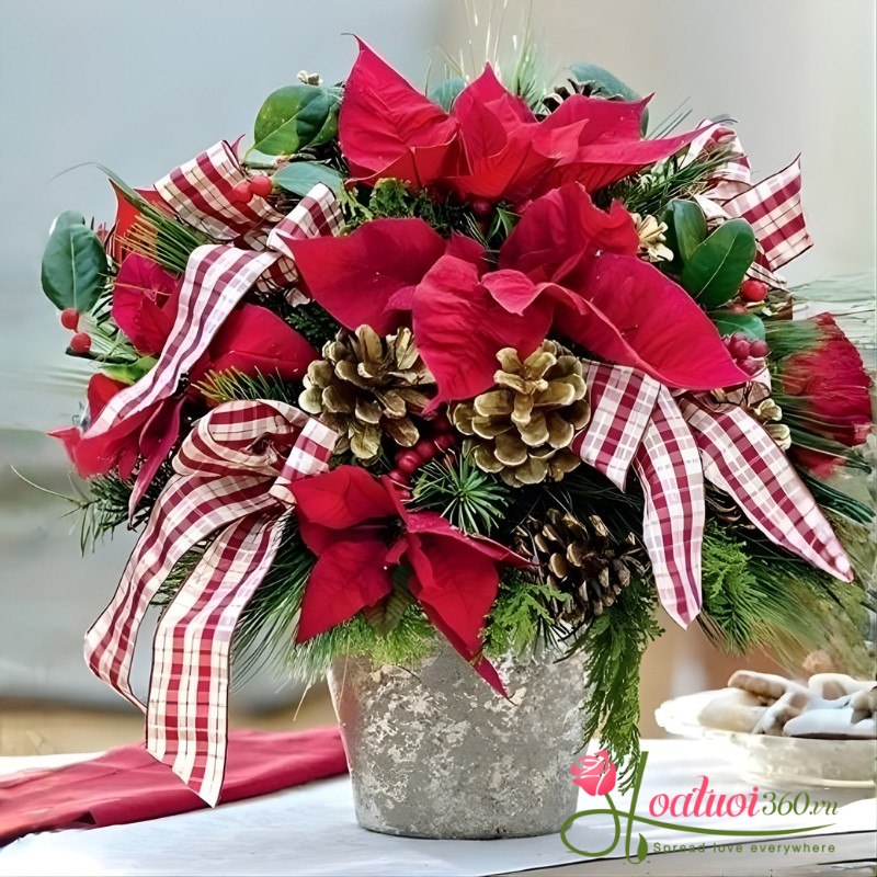 Hoa trạng nguyên noel