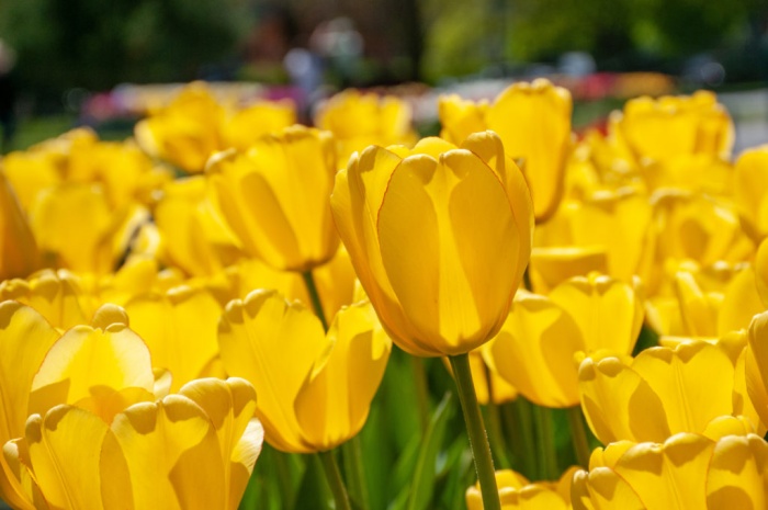 Hoa tulip đại diện cho niềm vui cuộc sống và sự hy vọng một khởi đầu suôn sẻ