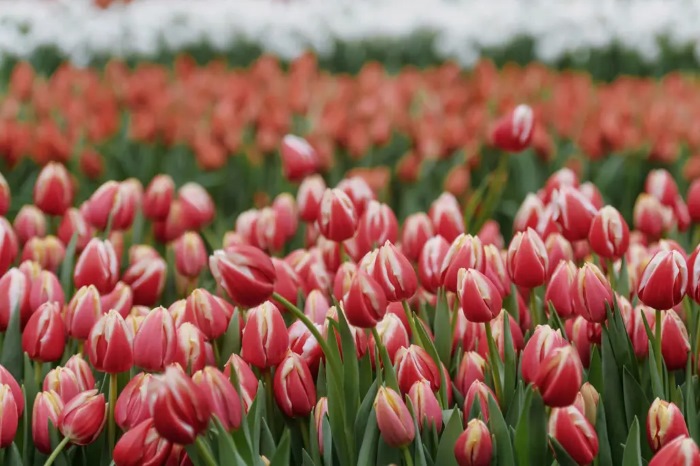 Thảm hoa tulip rực rỡ sắc hồng